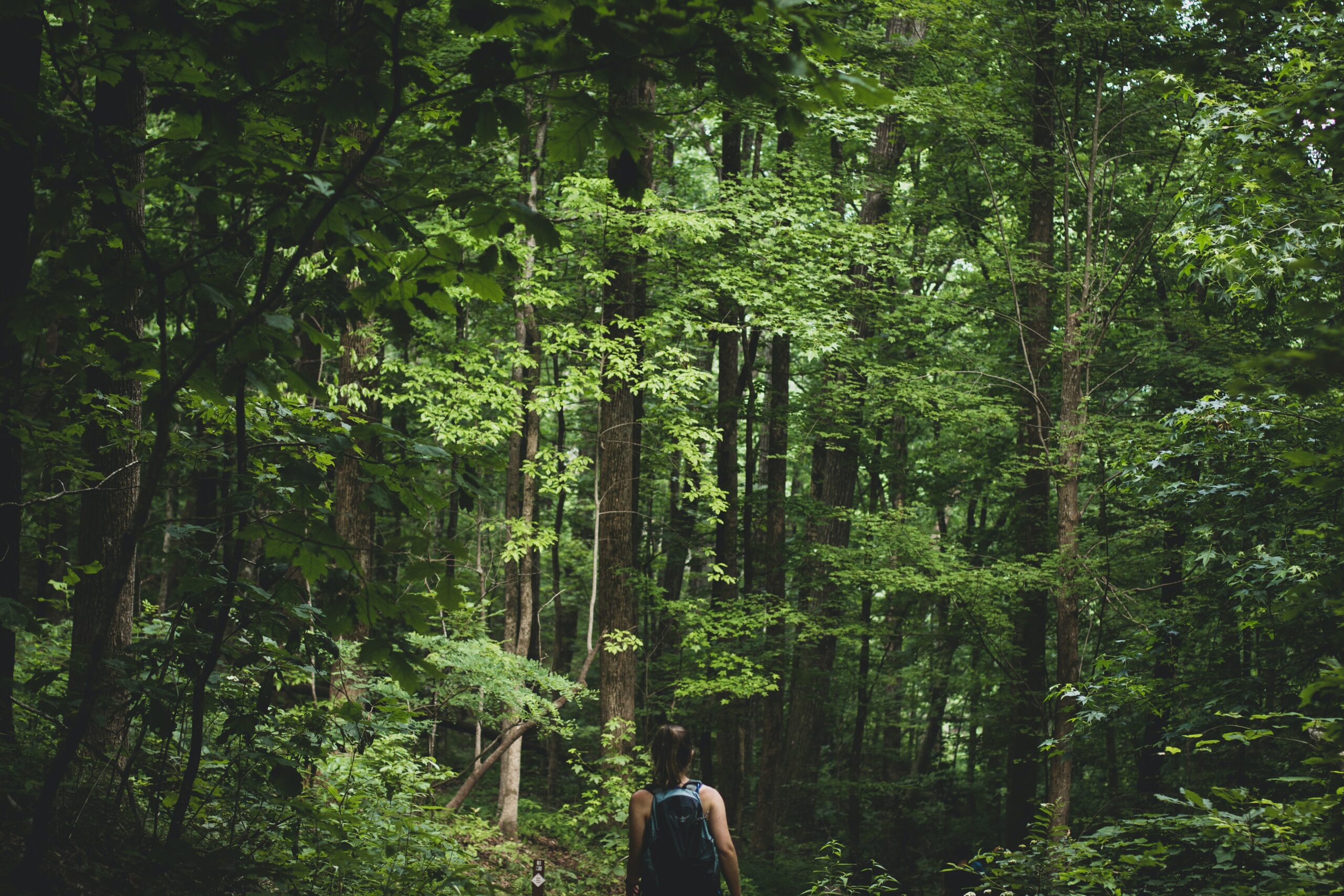 SAIL - orientation en forêt