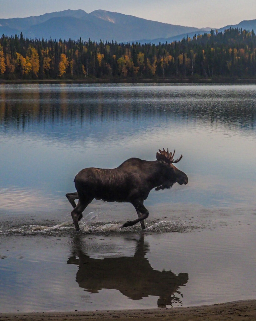 Orignal qui marche dans l'eau