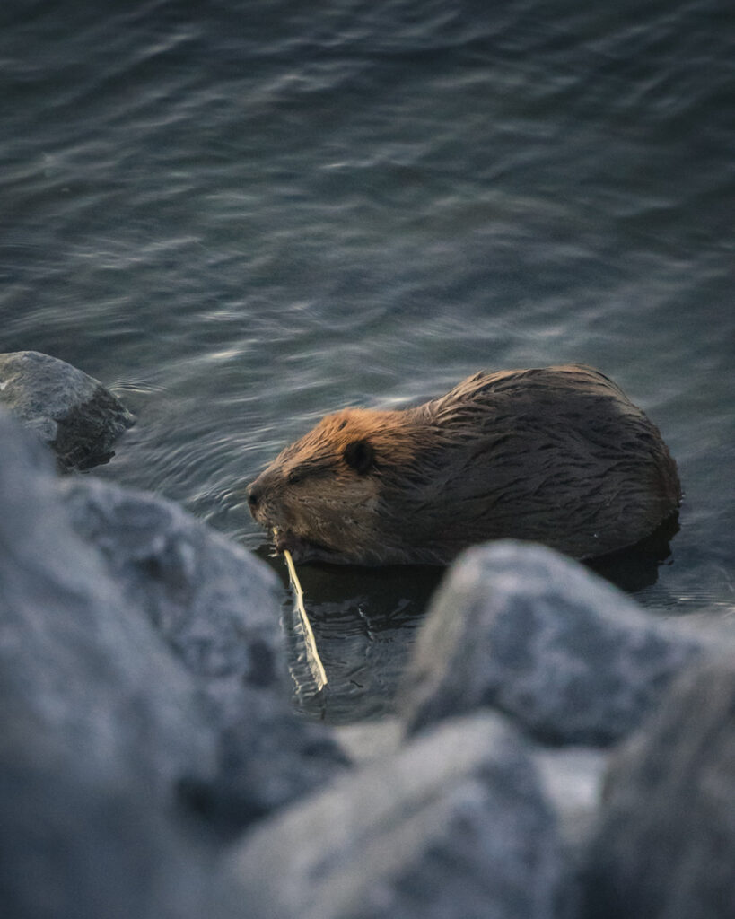 Castor dans l'eau