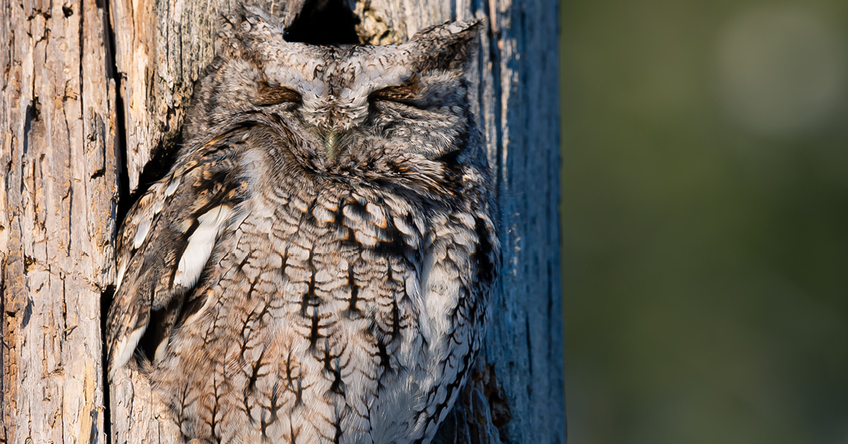 Observer les animaux sauvages