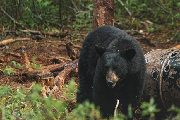 Black Bear Hunting