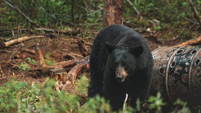 Black Bear Hunting