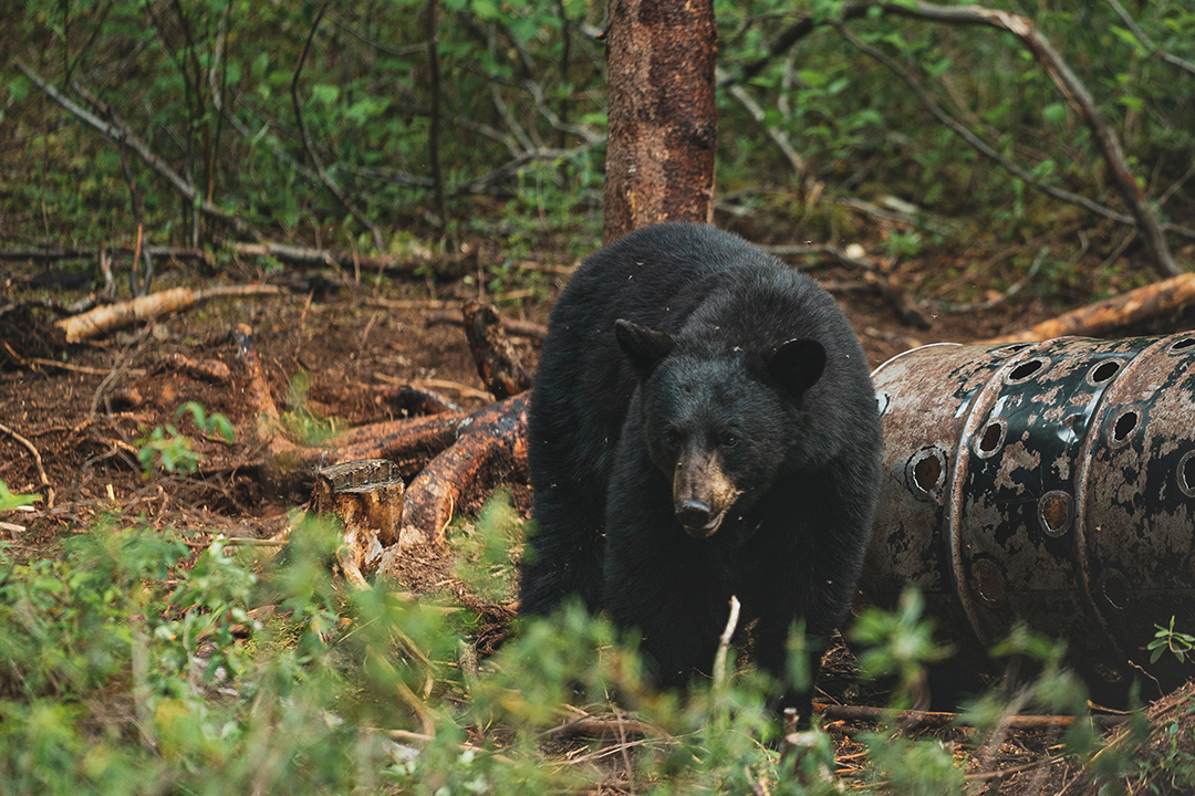 Black Bear Hunting