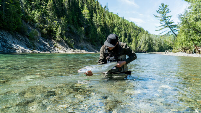 Atlantic Salmon