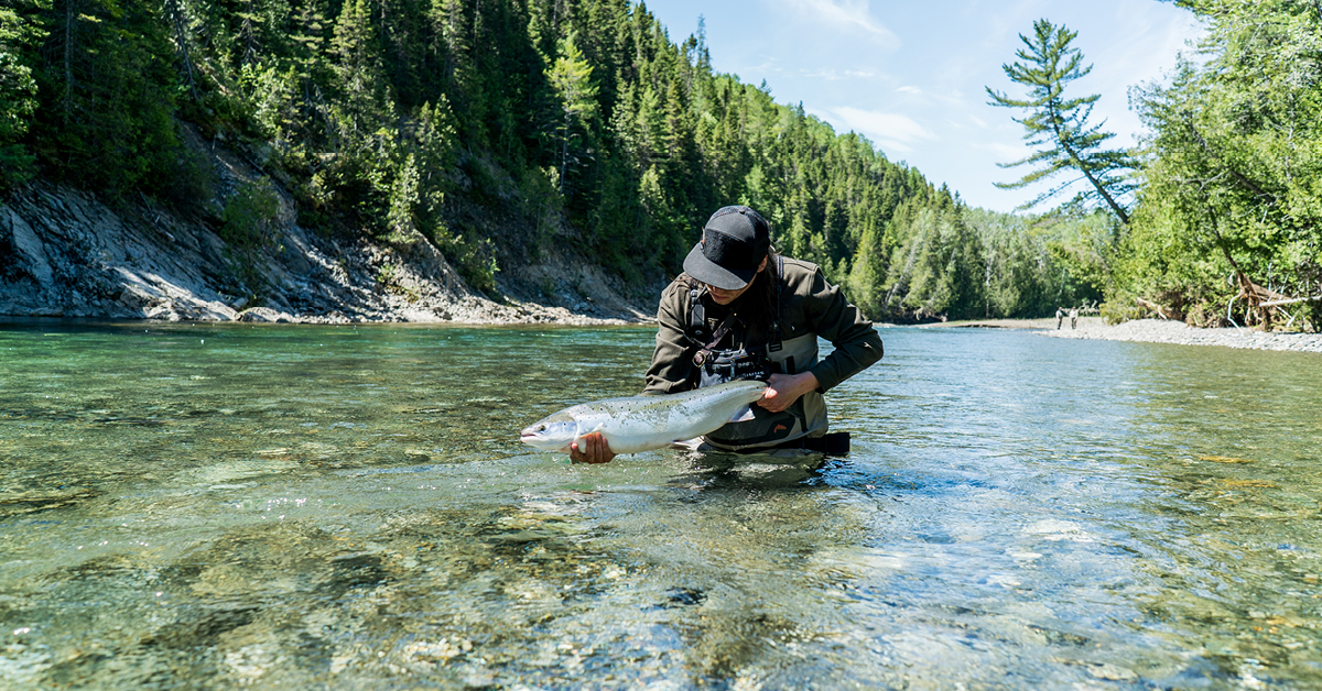 Atlantic Salmon