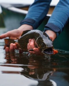 trout fly fishing