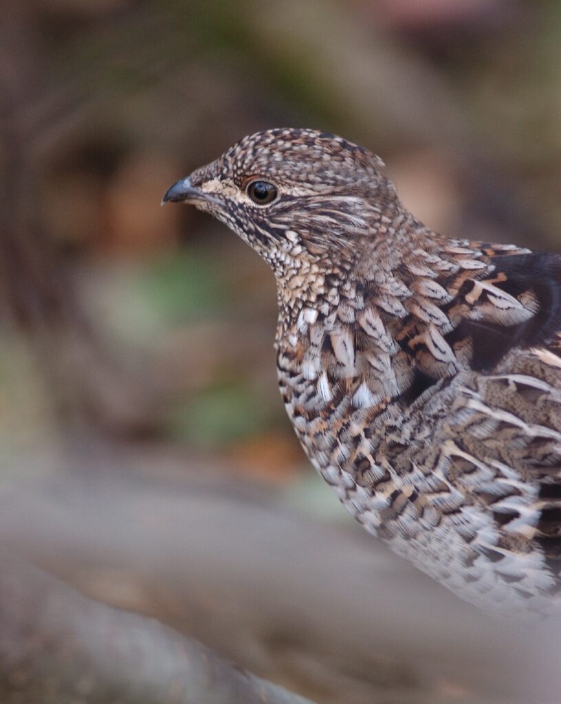 Ruffed Grouse