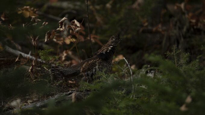 Chasse au petit gibier dans les destinations de la Sépaq