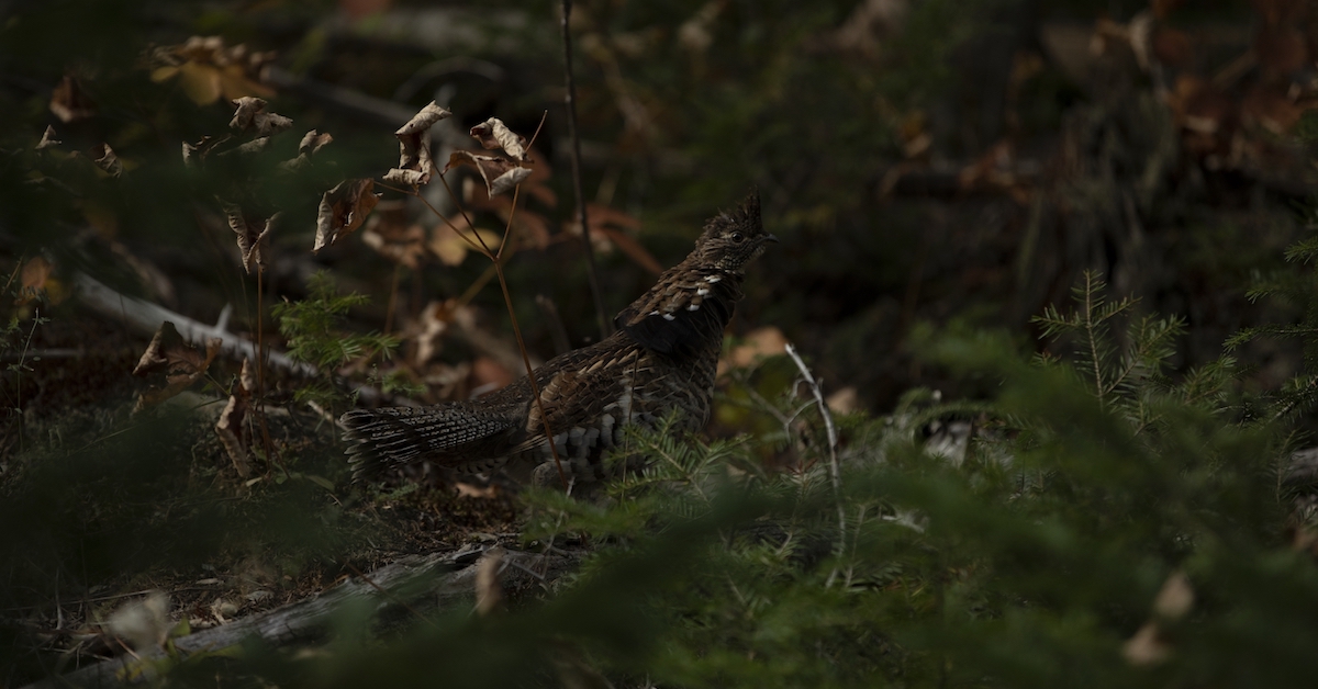 Chasse au petit gibier dans les destinations de la Sépaq