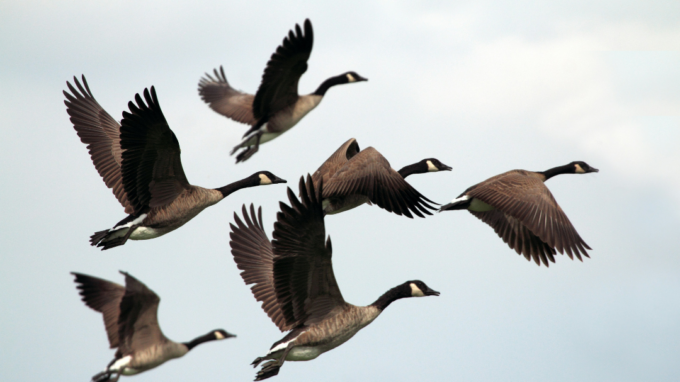 Chasse à l'oiseaux migrateurs