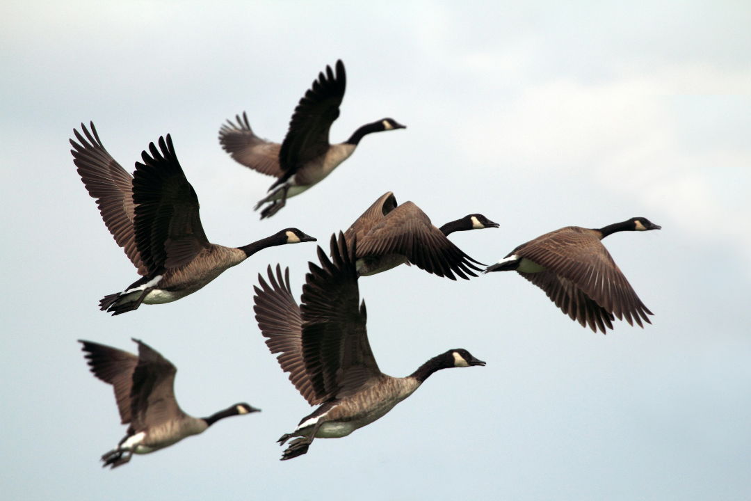 Chasse à l'oiseaux migrateurs