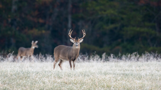 White-Tailed Deer Hunting