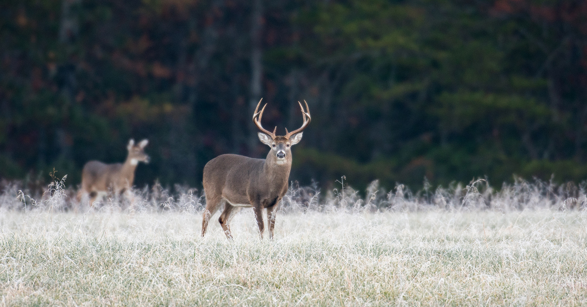 Chasse au chevreuil