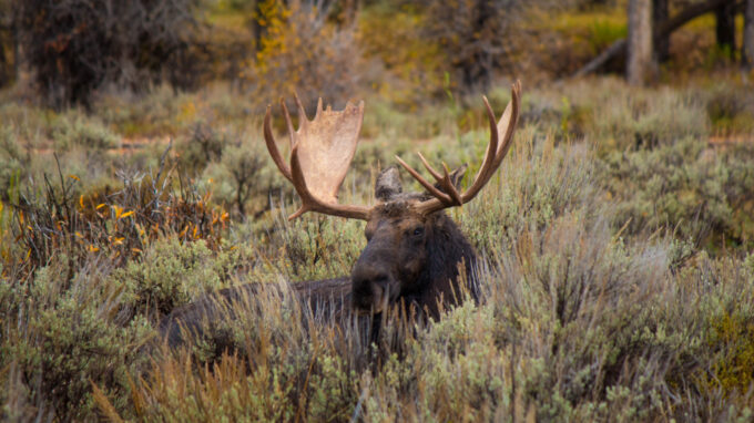 Moose hunting