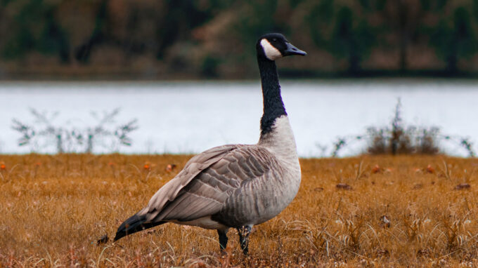 MIgtratory bird near the water