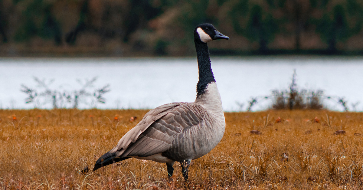 MIgtratory bird near the water