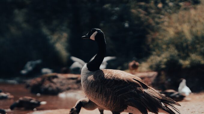 Chasse aux oiseaux migrateurs