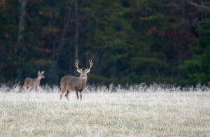 Deer in the forest