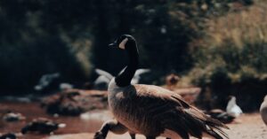 Migratory bird in the forest