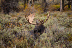 Moose in the forest