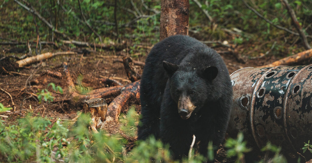 Black bear