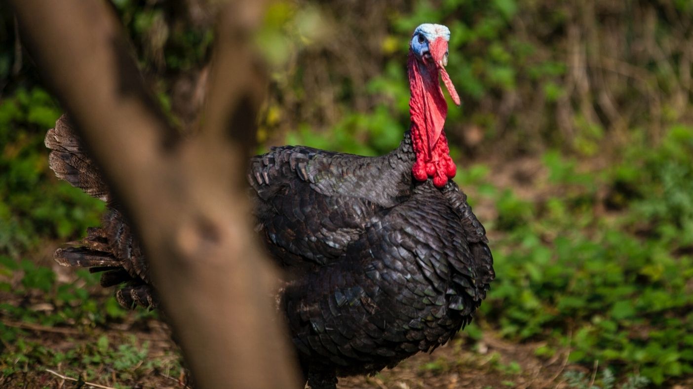 Chasse au dindon sauvage