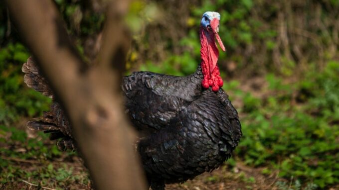 Wild turkey hunting