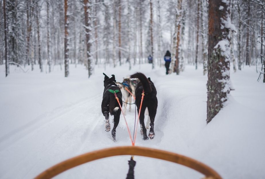 Dog Sledding