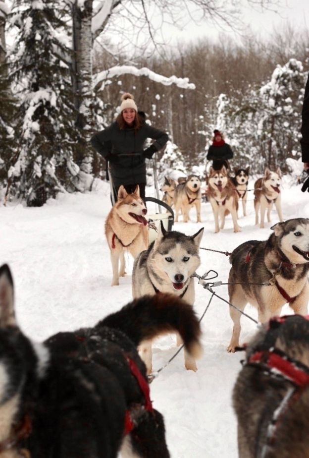 Dog Sledding