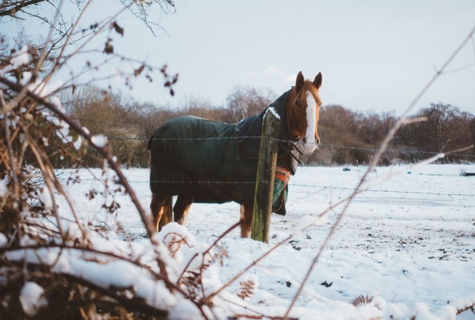 Cheval en hiver