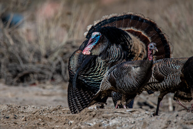 Chasse au dindon sauvage