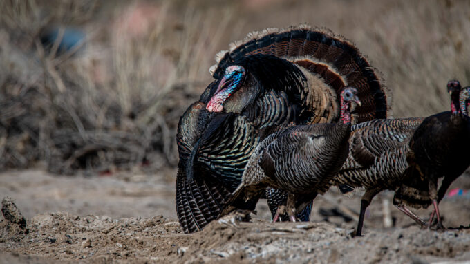 Chasse au dindon sauvage