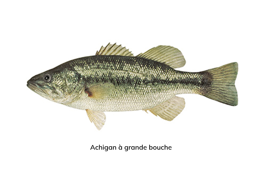 Achigan à grande bouche