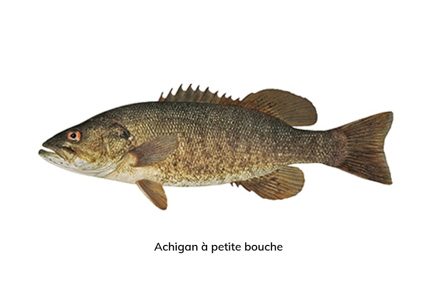 Achigan à petite bouche