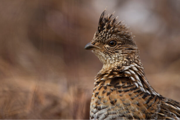 A ruffed grouse in the wild