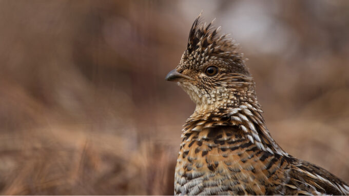 A ruffed grouse in the wild