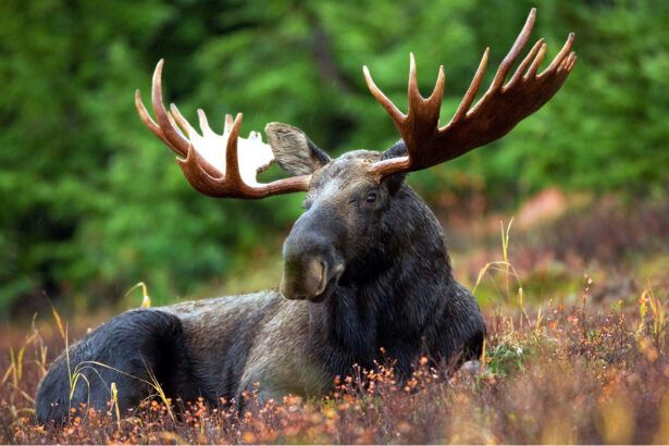 Picture of a moose lying in the wild