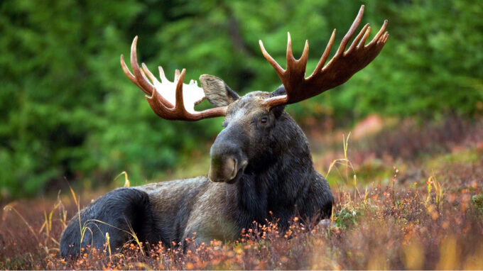 Picture of a moose lying in the wild