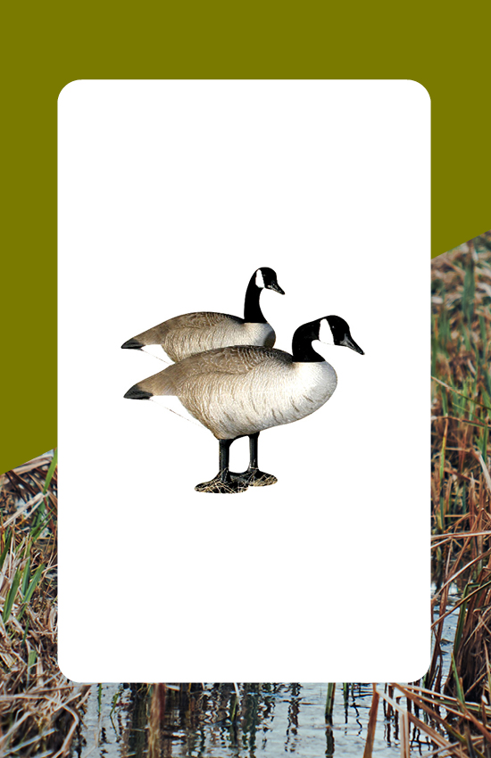 Canada goose hunting decoys