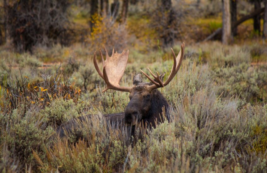 5 essential products for moose hunting