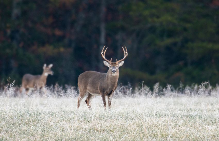 8 white tailed deer hunting locations