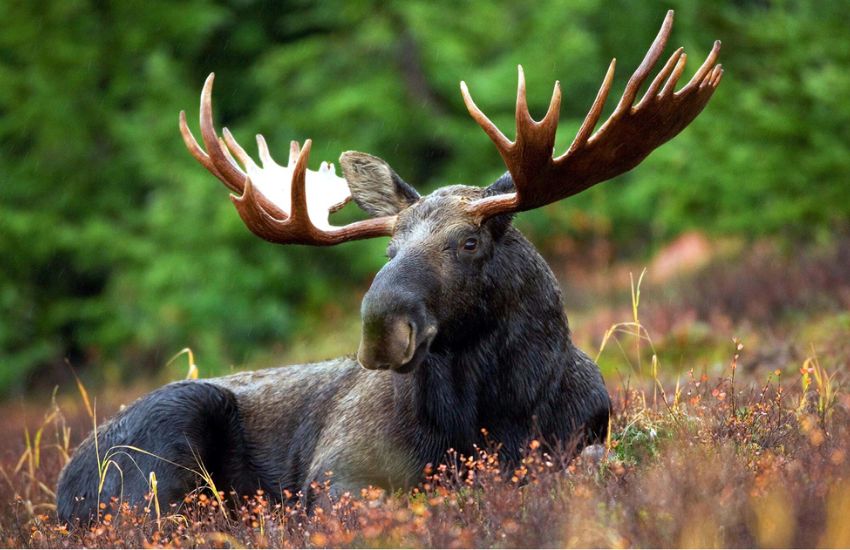 equipment moose hunting