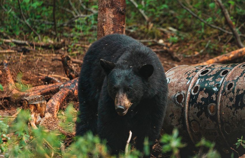 hunting black bear