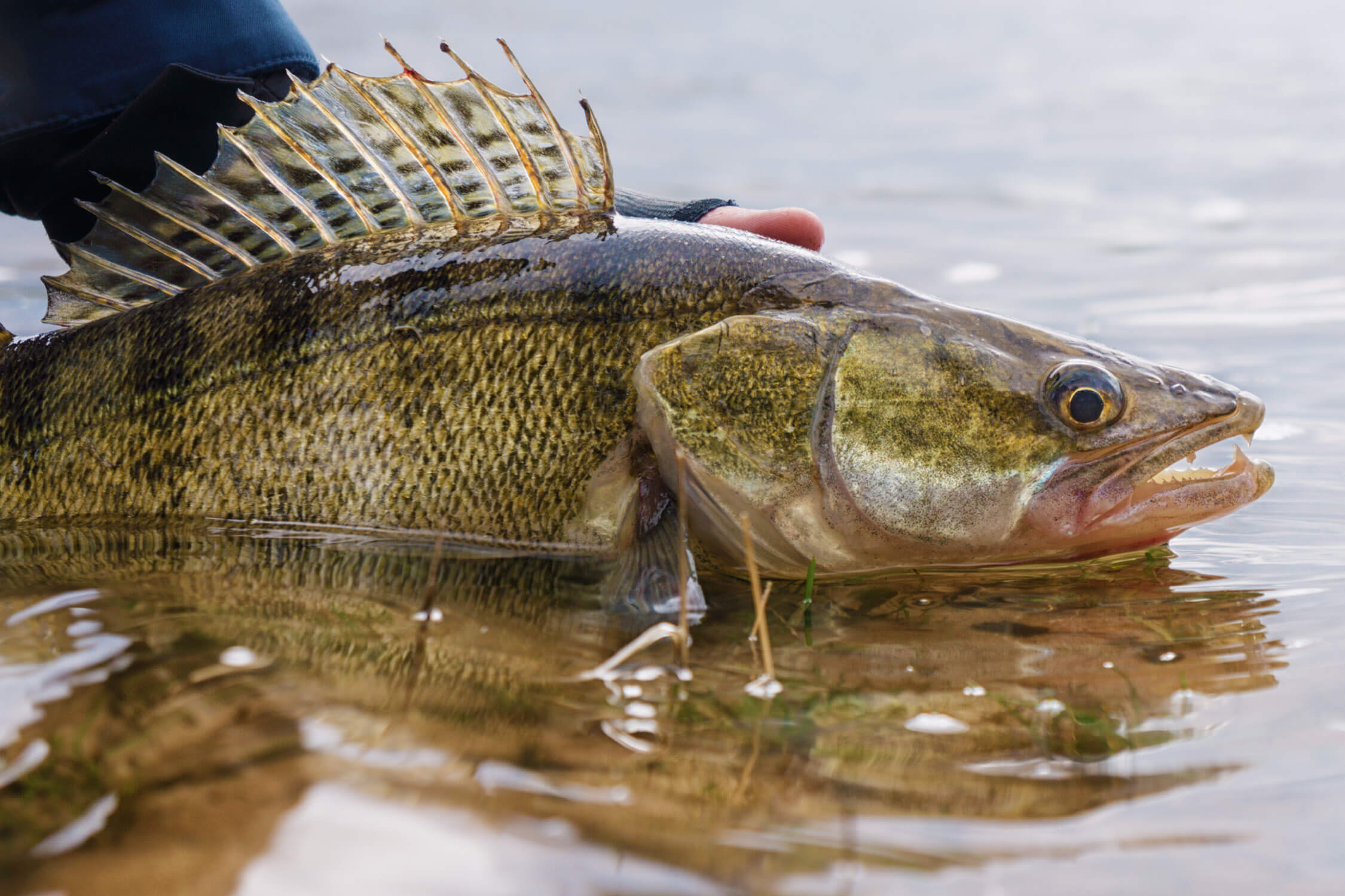 Poissons Ontario doré jaune Ashley rae