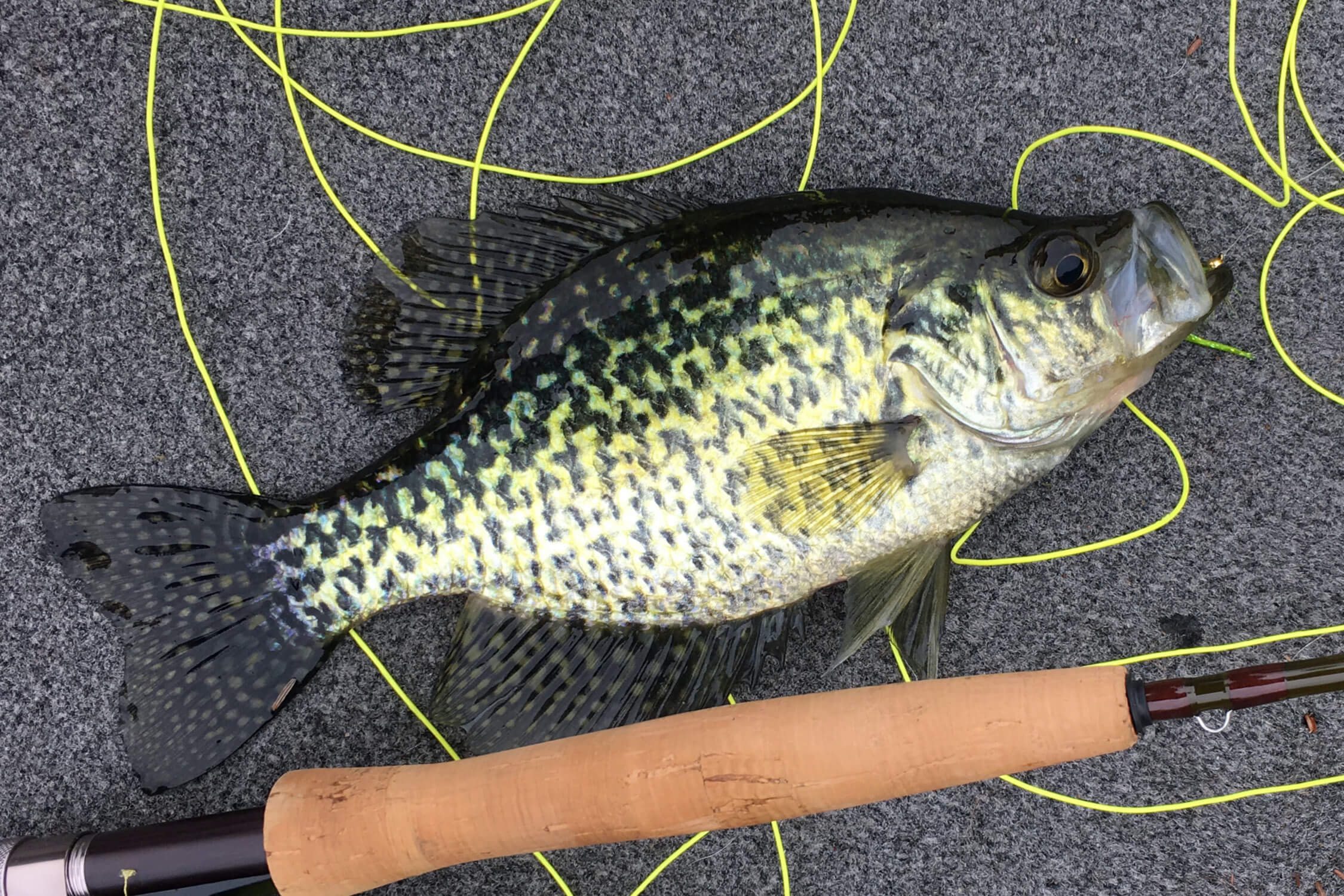 Fish Ontario crappie Ashley rae