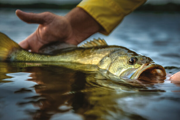 Large Mouth Bass