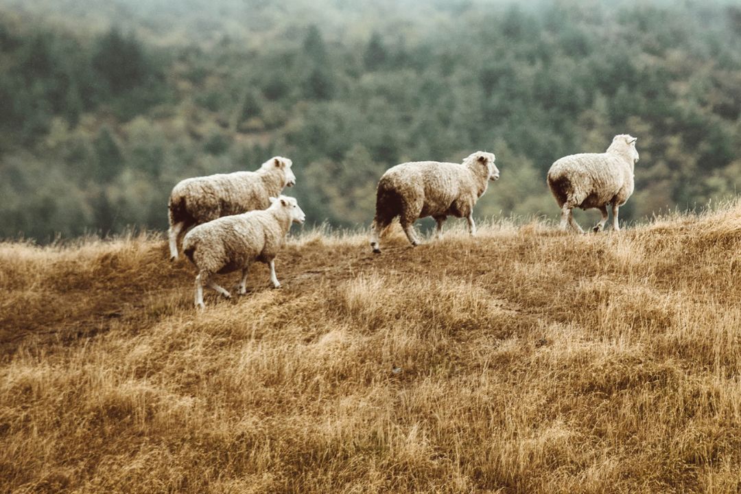 Moutons mérinos