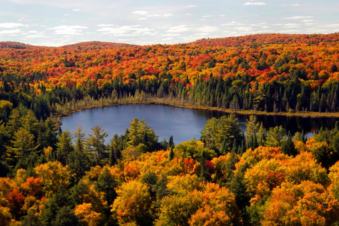 Randonnée chien Parc Algonquin