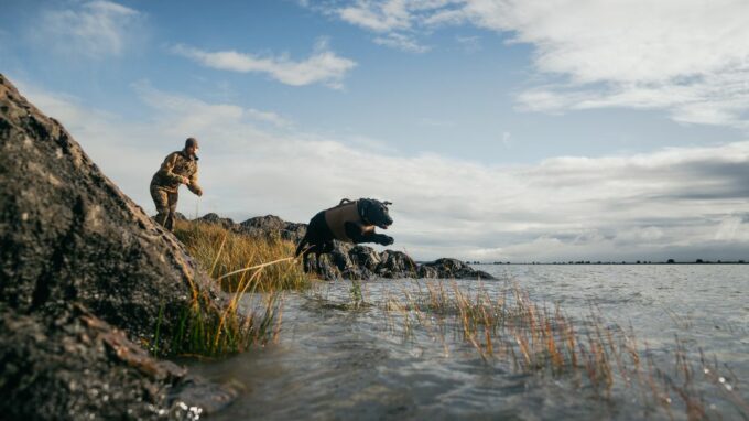 chasse au canard