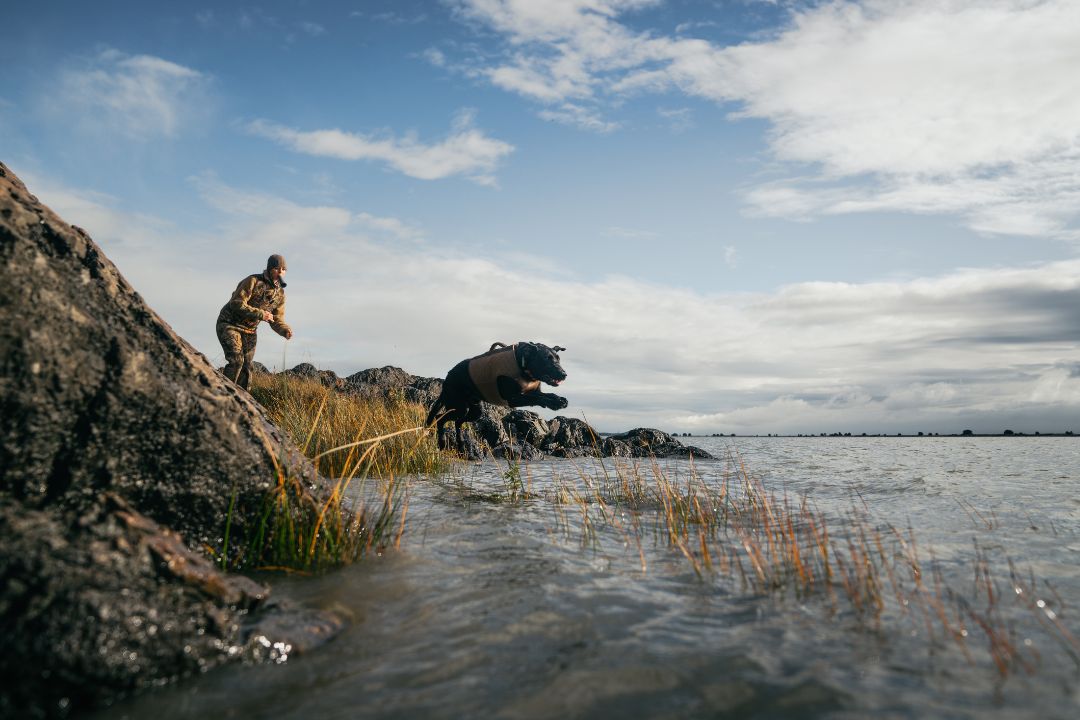 chasse au canard